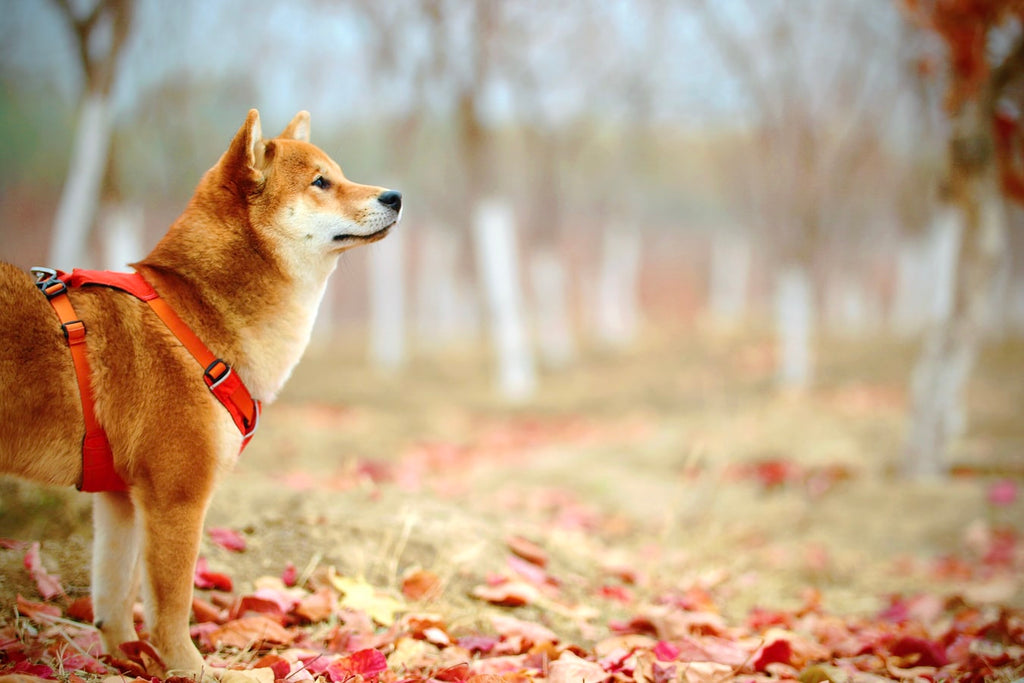 Pet Insurance for Dogs: Should You Get It?