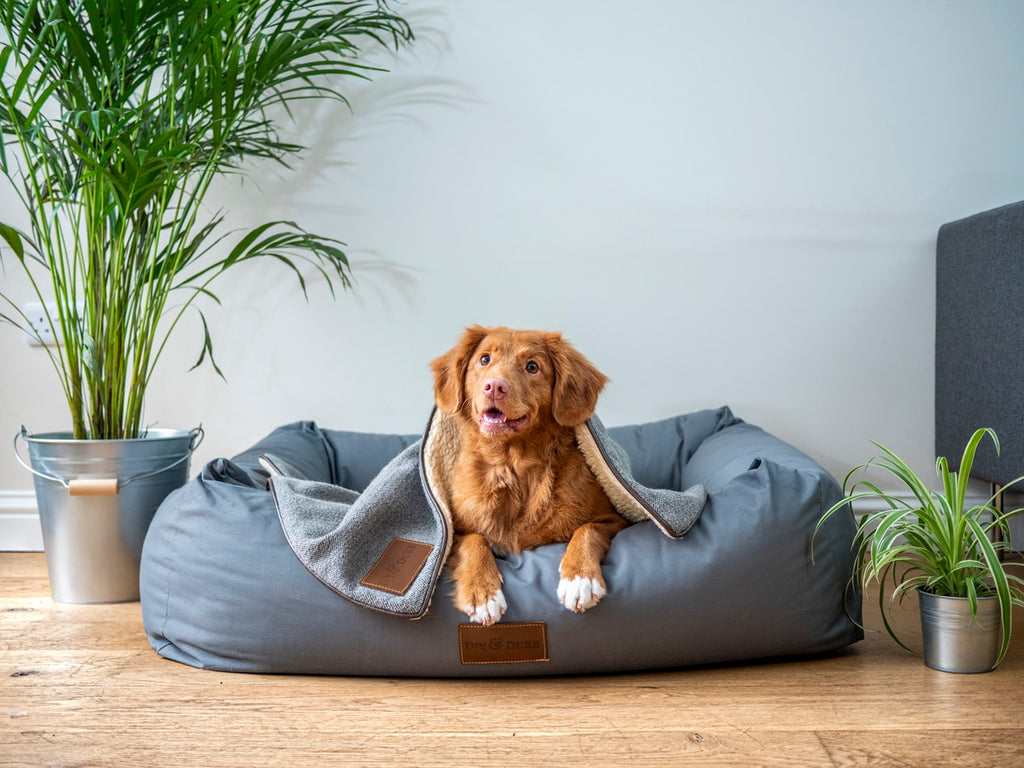 5 Tips for the Best Care After Spaying a Dog