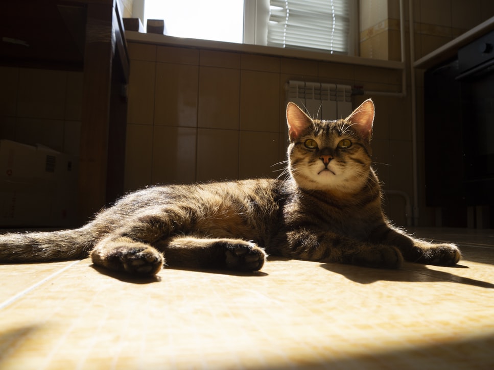 Omega for Cats: What You Need To Know About This Powerful Supplement