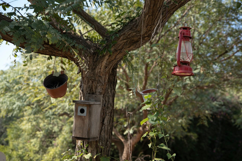 What Are the Best Bird Feeders?
