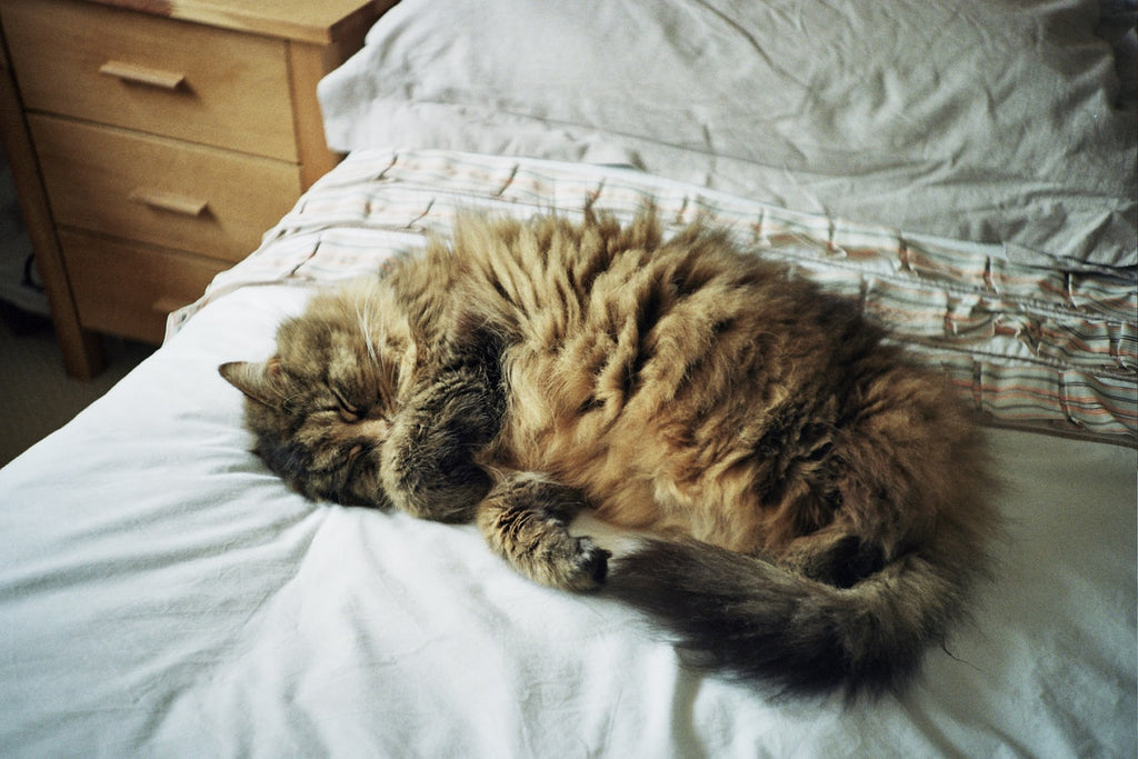 How To House Train a Cat: Everything You Need To Know