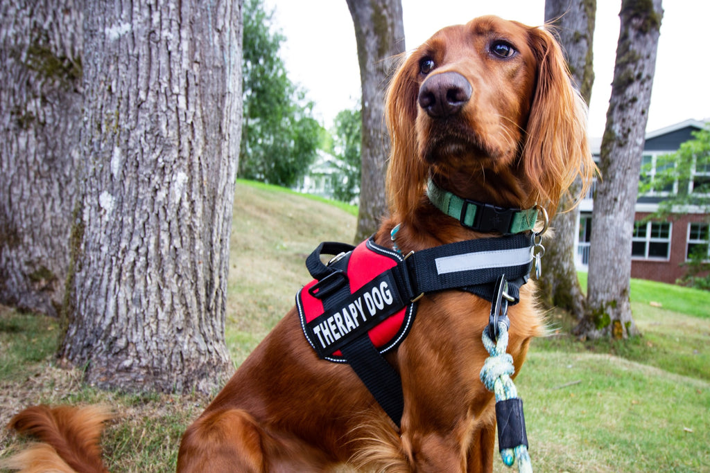 How to Get a Therapy Dog