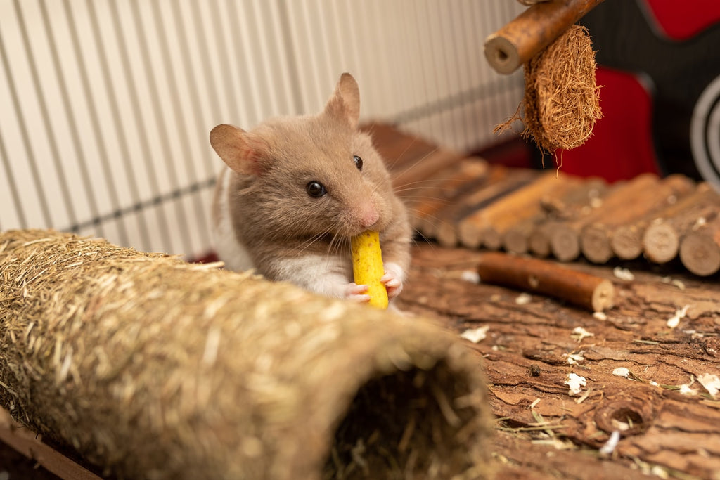 What Is the Perfect Hamster Diet?