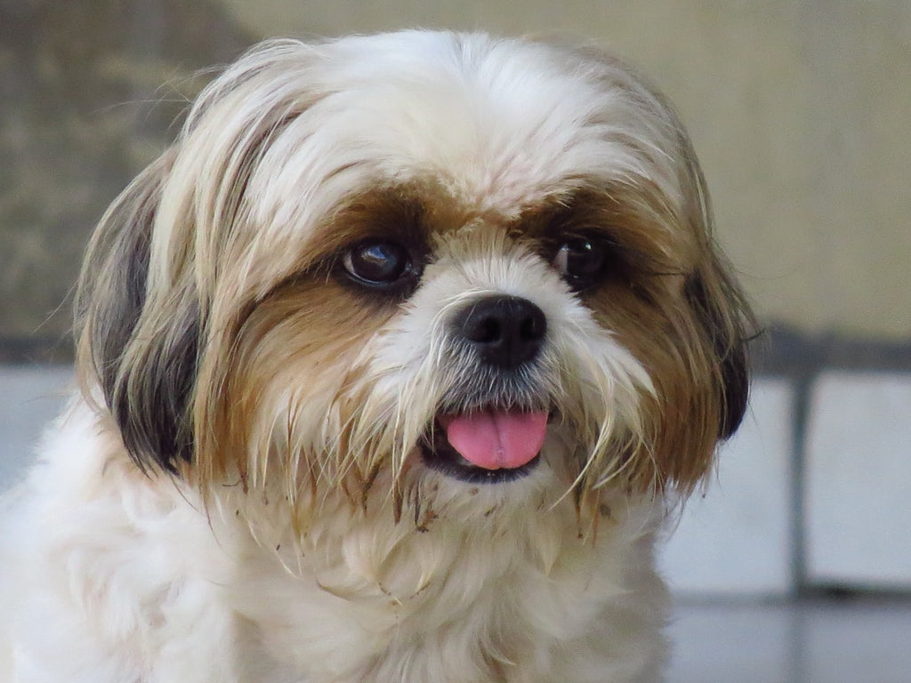 Here Are the 7 Best Lap Dogs