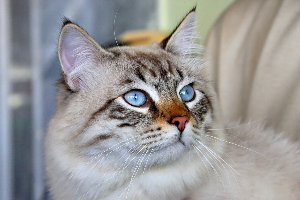 Best Cat Breeds: Choosing the Right Cat