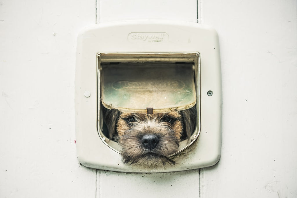 Border Terrier Adoption: What to Expect