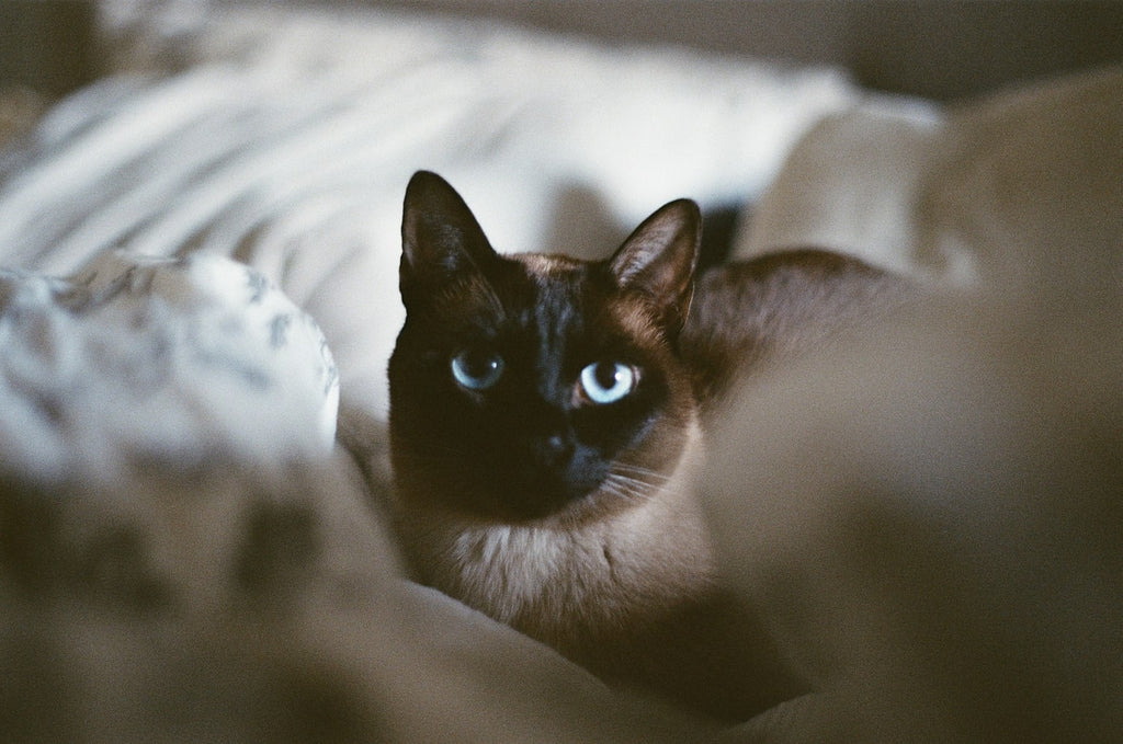 What You Need to Know Before Adopting Tonkinese Kittens