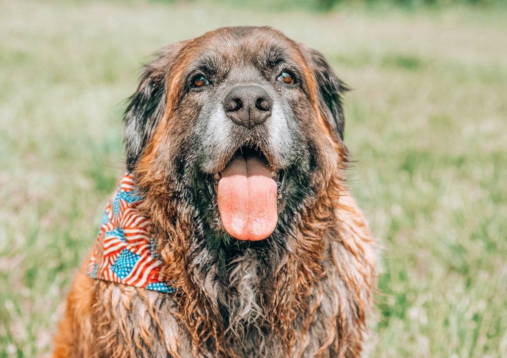 What is the Best Large Breed Dog Food?