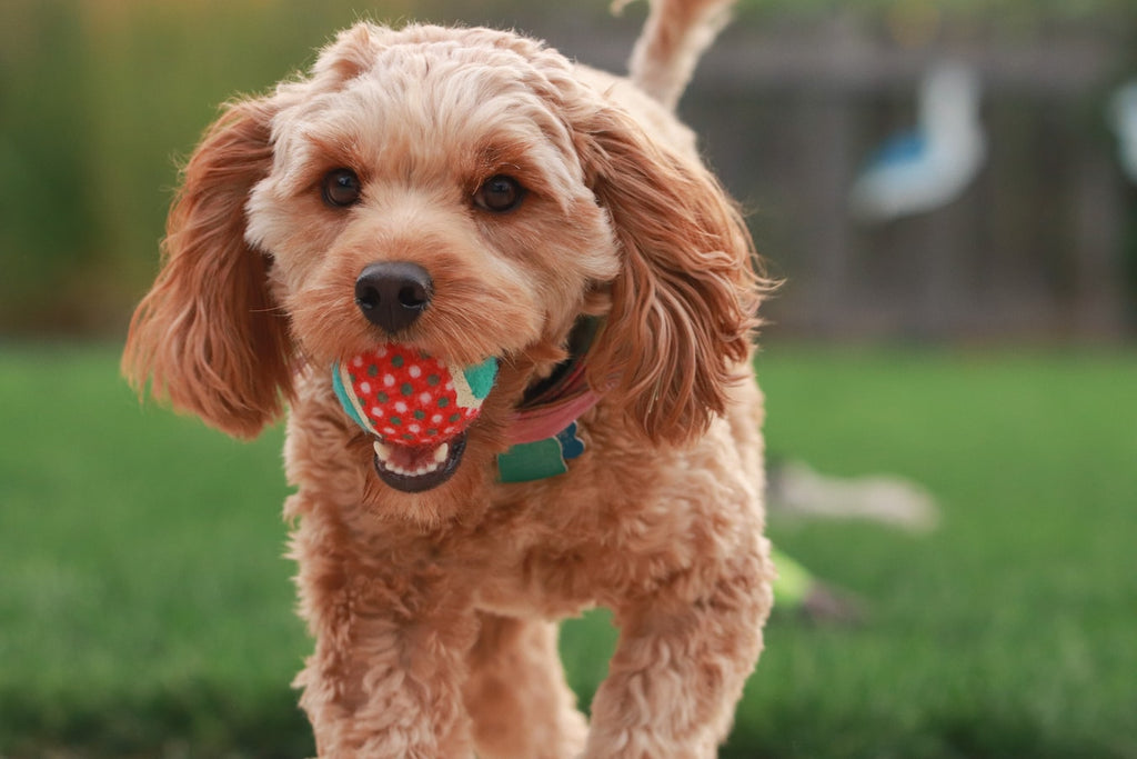 Designer Dogs: Everything You Need to Know