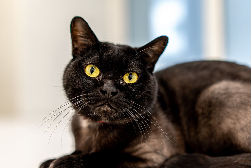 Top Facts to Know About the Black Bombay Cat