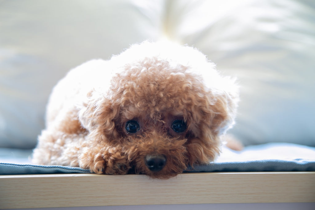 Dogs That Act Like Cats: 5 Reasons You Might Notice This Behavior