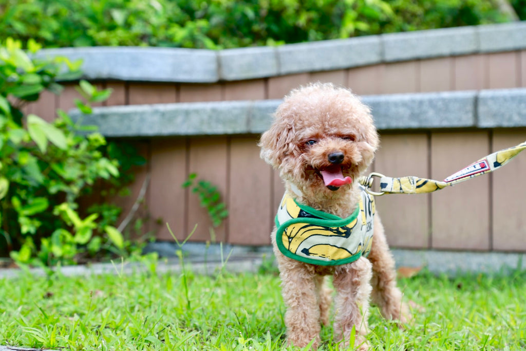Types of Poodles: Get to Know this French Dog