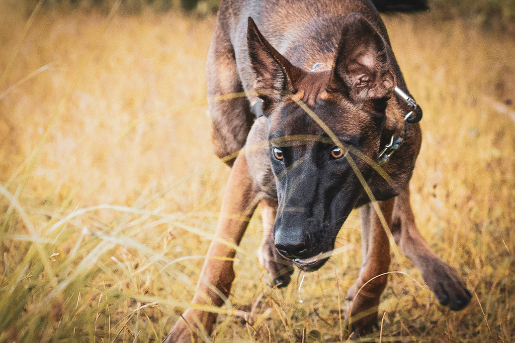 Belgian Malinois Dog: What to Know Before Adopting