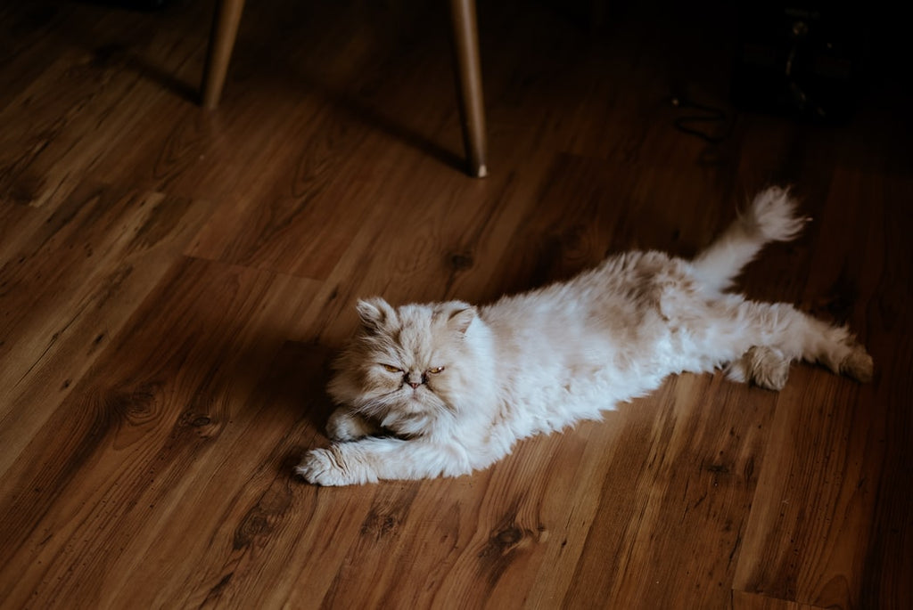Lazy Cat Breeds: Get to Know These Top 8 Breeds
