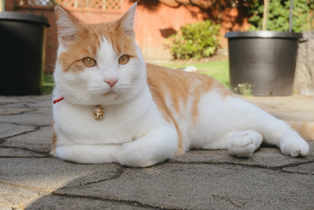 Fun Things to Know About Tabby Cat Breeds