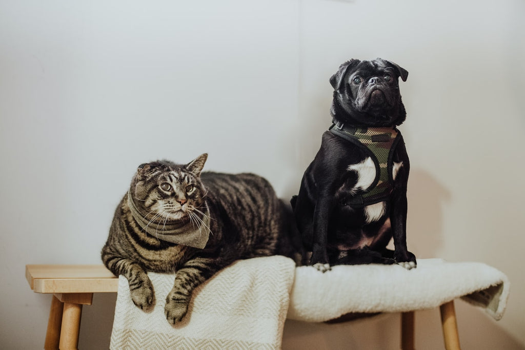 Here Are the Cats That Act Like Dogs