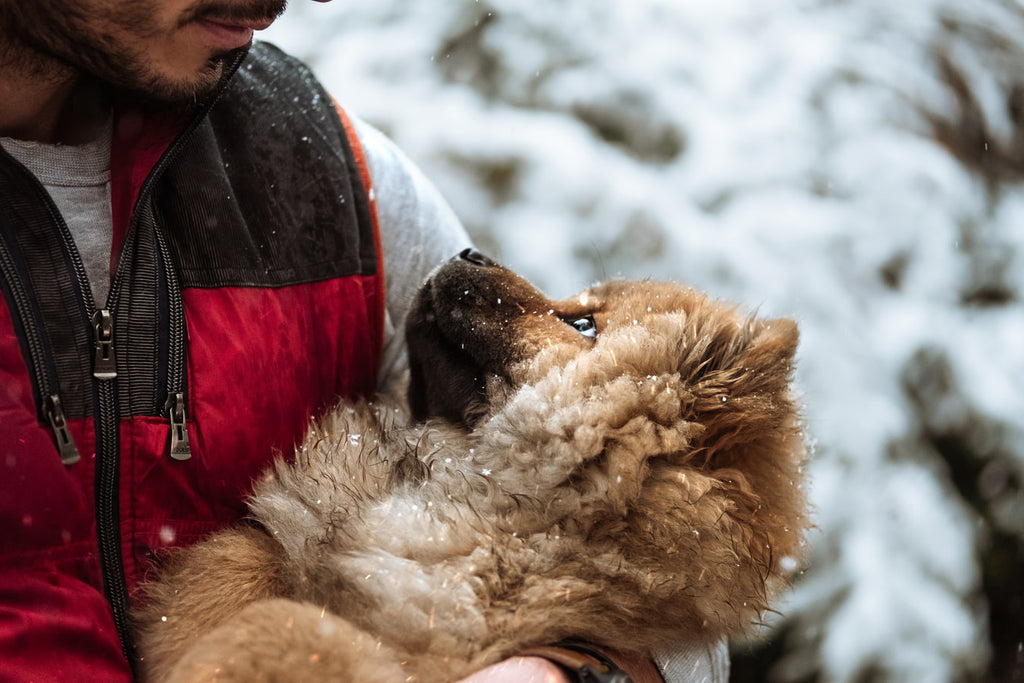 See These Top 6 Fluffy Dog Breeds