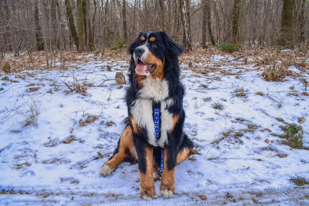 Everything You Need to Know About a Bernese Mountain Dog Rescue