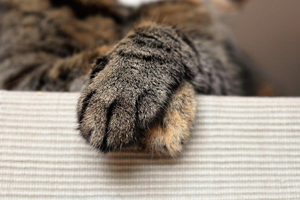 Dry Paws and Noses in Dogs and Cats – Is It Normal?