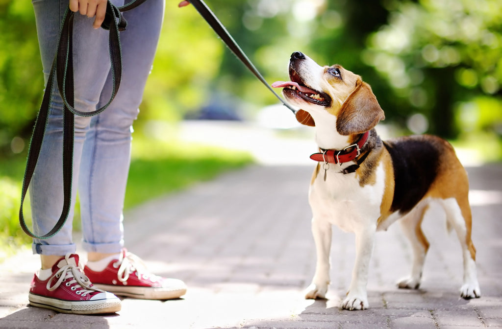 Tips on How to Prevent Obesity in Dogs