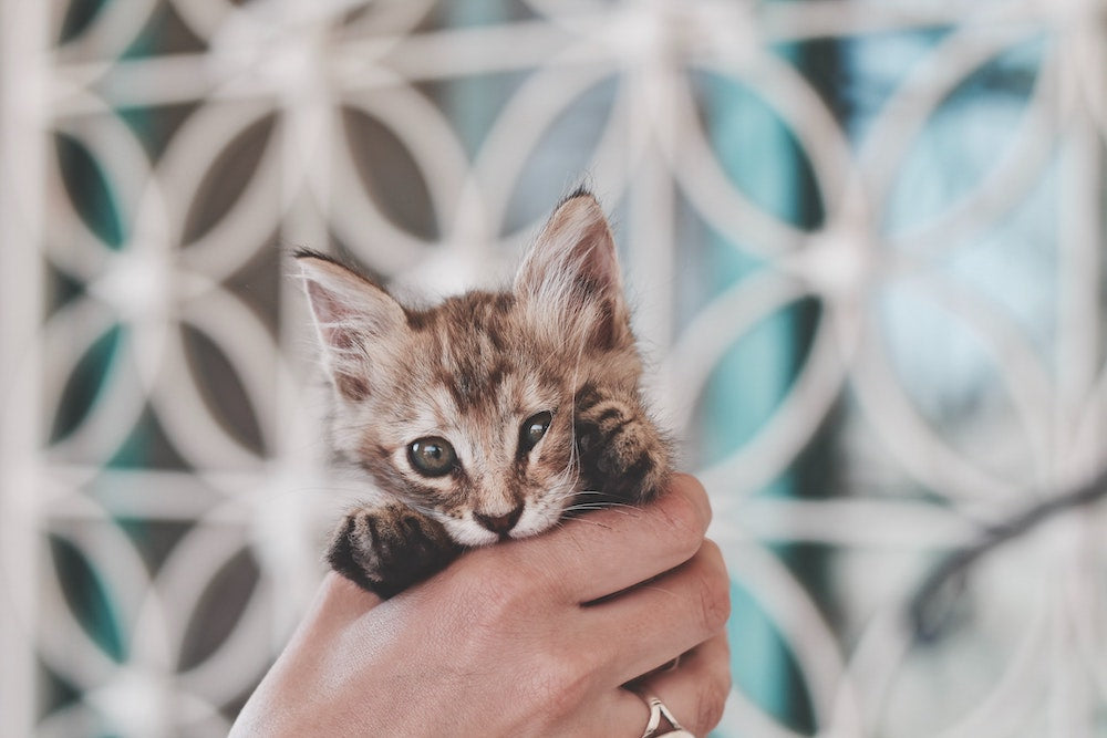 Cat Potty Training: 7 Things You Need To Know