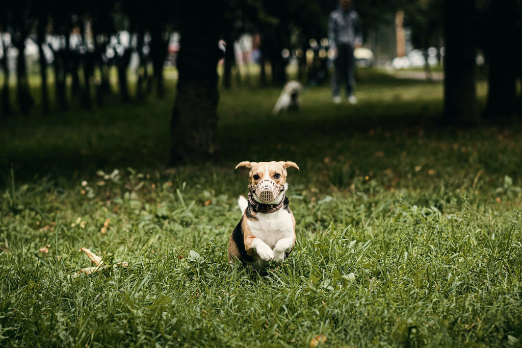 The Dog Muzzle