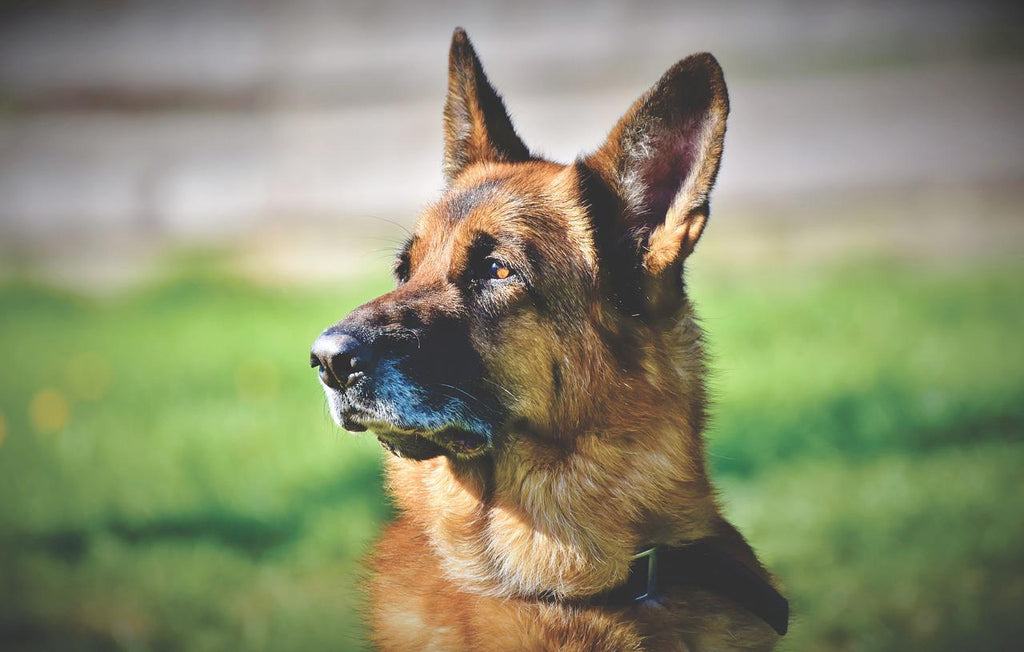 How to Easily Treat Your Dog’s Ear Infection Without Going to the Vet
