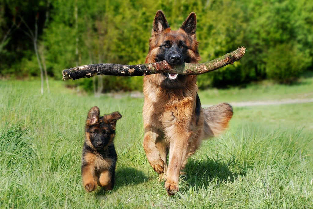 Here is Why German Shepherds Are Good With Kids