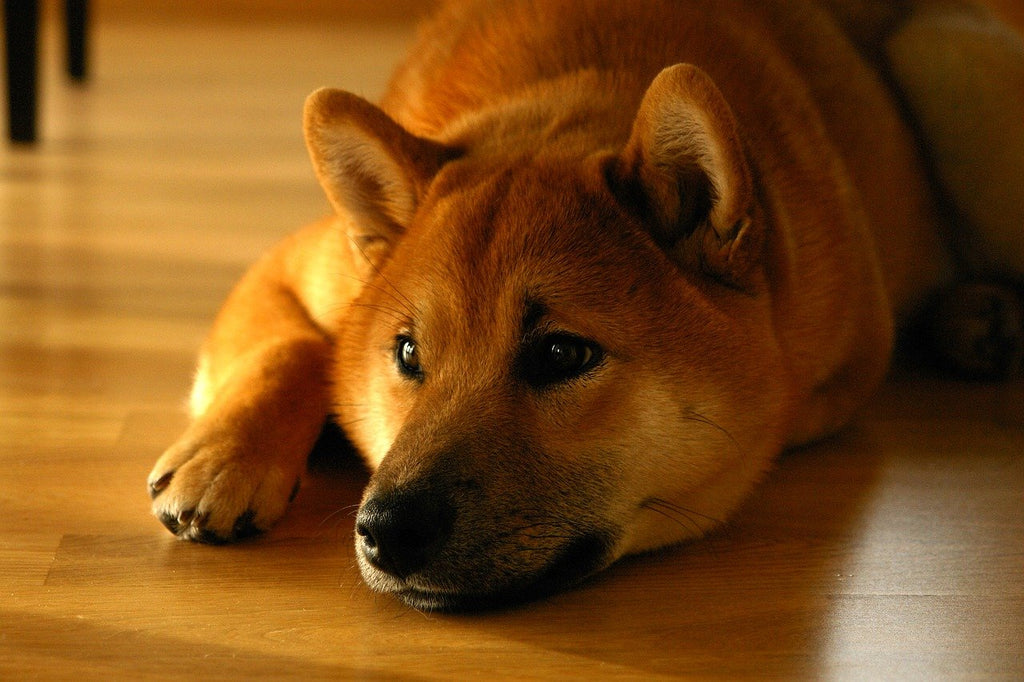 How to train a dog to stay in 6 easy steps