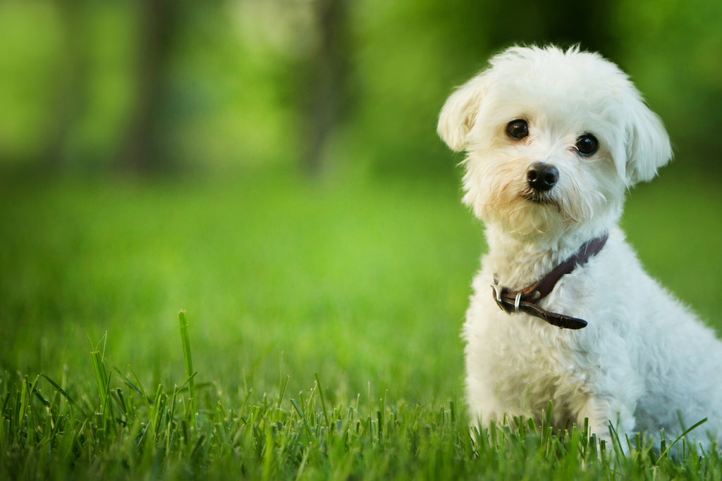 Is my Dog Stressed Out: Tips to Ease the Anxiety