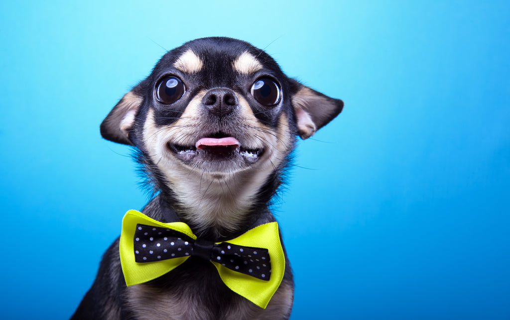 Playful Pups LOVE These Top 10 High Tech Pet Toys