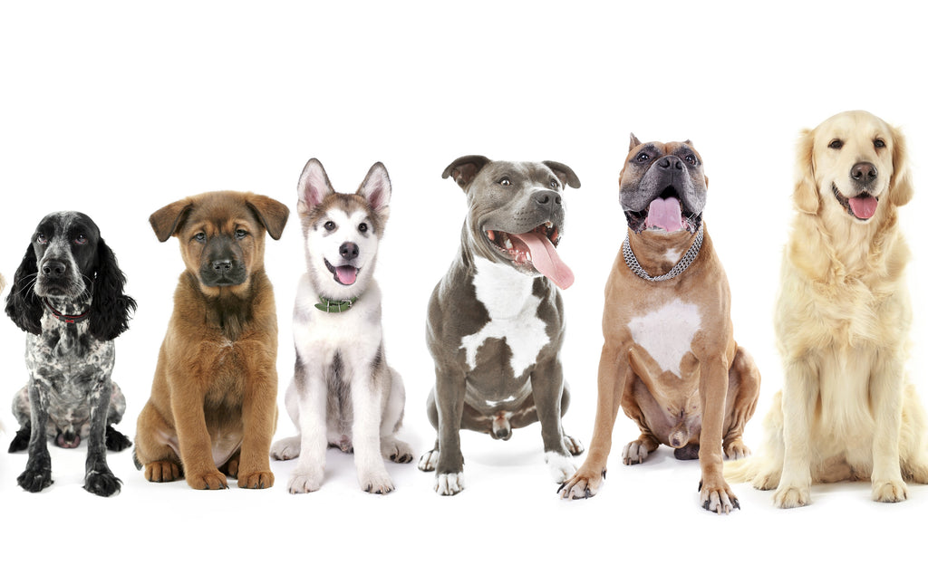 Here Are The Five Longest Living Dog Breeds