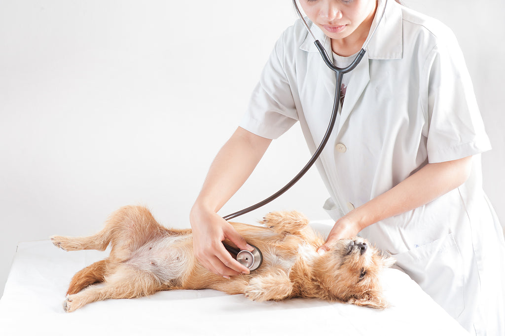 What You Need to Know About Basic Pet First Aid