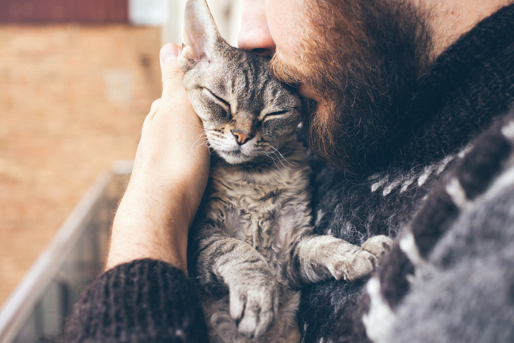 How to Tell If a Cat Has Allergies