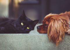 Senior Pet Bloodwork: What Are We Actually Looking For?