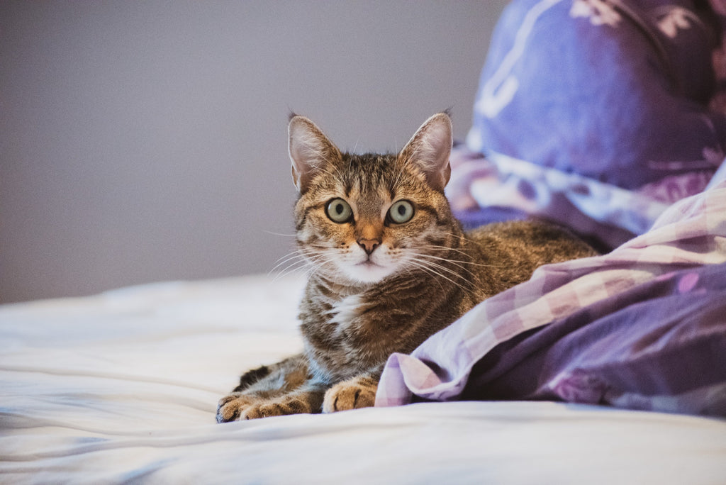 Here Are the Top 7 Cuddly Cat Breeds
