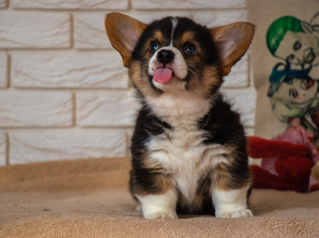 Dog ear brown discharge: how to know if your dog has an ear infection
