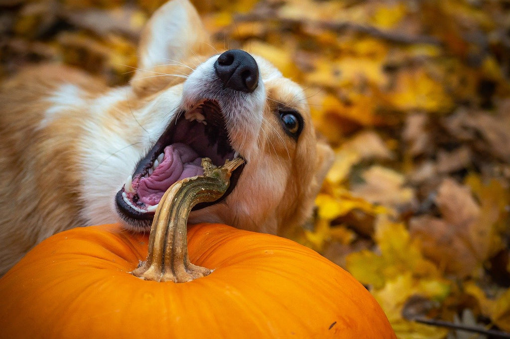 Study: dog vegan diets are healthier, safer, and could help you save on vet bills