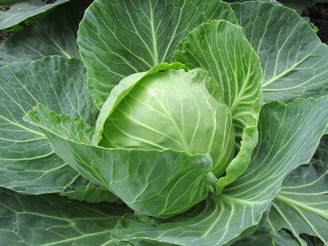 Yes, dogs can eat sauerkraut! 5 amazing benefits of sauerkraut for dogs