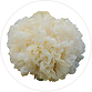 Tremella