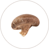 Shiitake