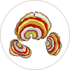 Turkey Tail