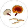 Reishi
