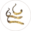 Cordyceps